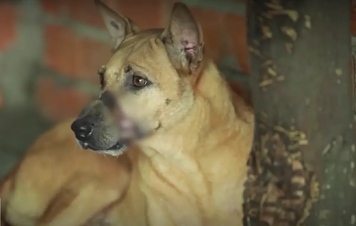 Lan tỏa y&ecirc;u thương từ chiến dịch &ldquo;Chung tay cứu trợ ch&oacute; m&egrave;o lang thang&rdquo; - Ảnh 2.