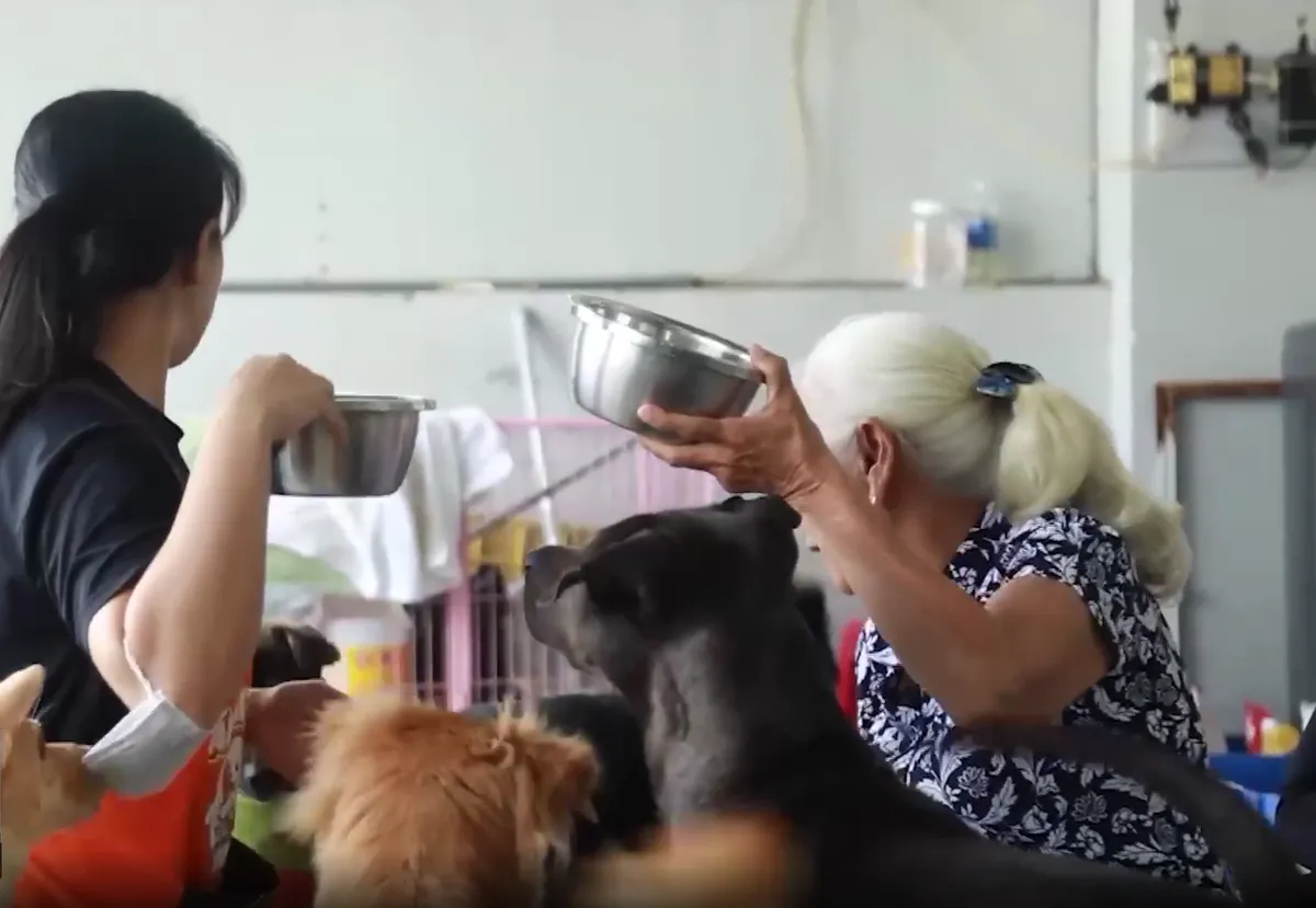 Lan tỏa y&ecirc;u thương từ chiến dịch &ldquo;Chung tay cứu trợ ch&oacute; m&egrave;o lang thang&rdquo; - Ảnh 3.