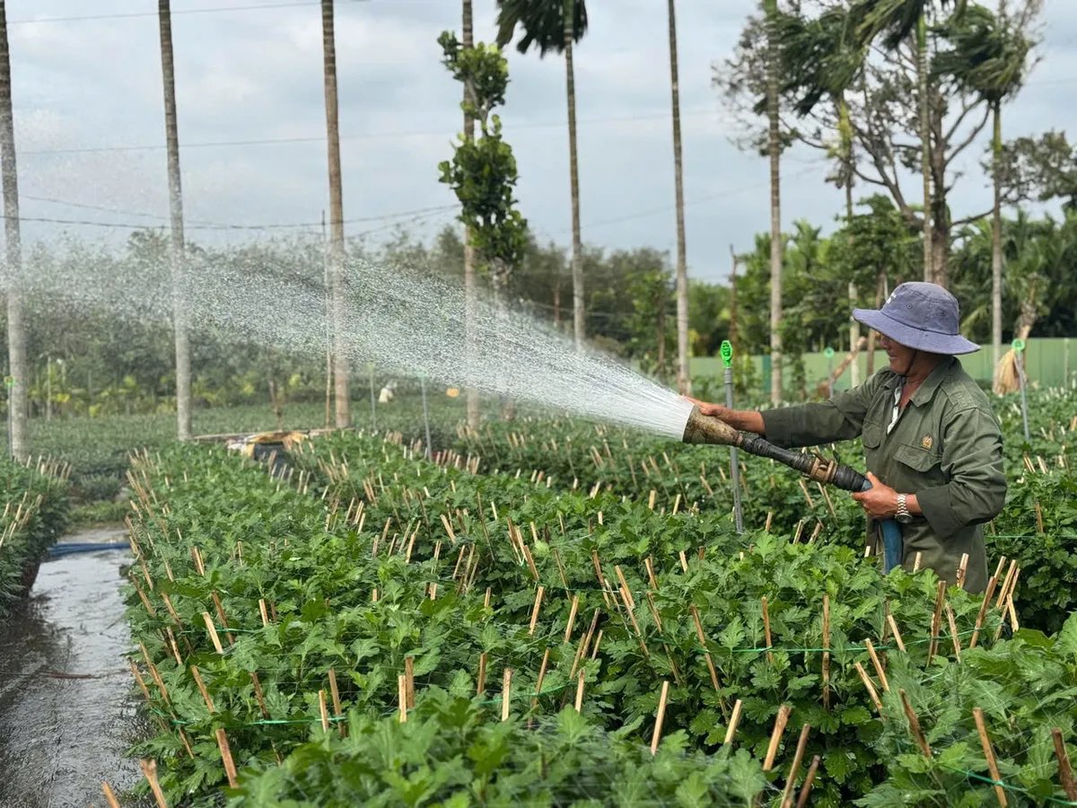 Hoa Tết Đắk Lắk, Gia Lai được thương l&aacute;i đặt mua từ sớm - Ảnh 1.