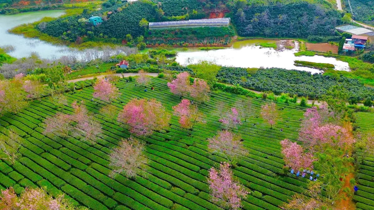 Lâm Đồng tăng cường liên kết vùng, liên kết chuỗi để nâng sức cạnh tranh sản phẩm du lịch - Ảnh 1.