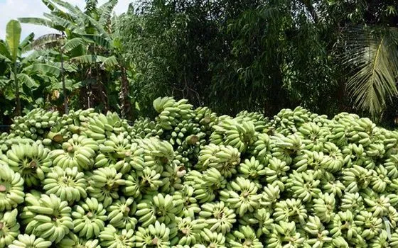 Chuối Tết Thanh H&agrave; v&agrave;o vụ, thương l&aacute;i tấp nập đặt h&agrave;ng, kỳ vọng được m&ugrave;a được gi&aacute;- Ảnh 1.