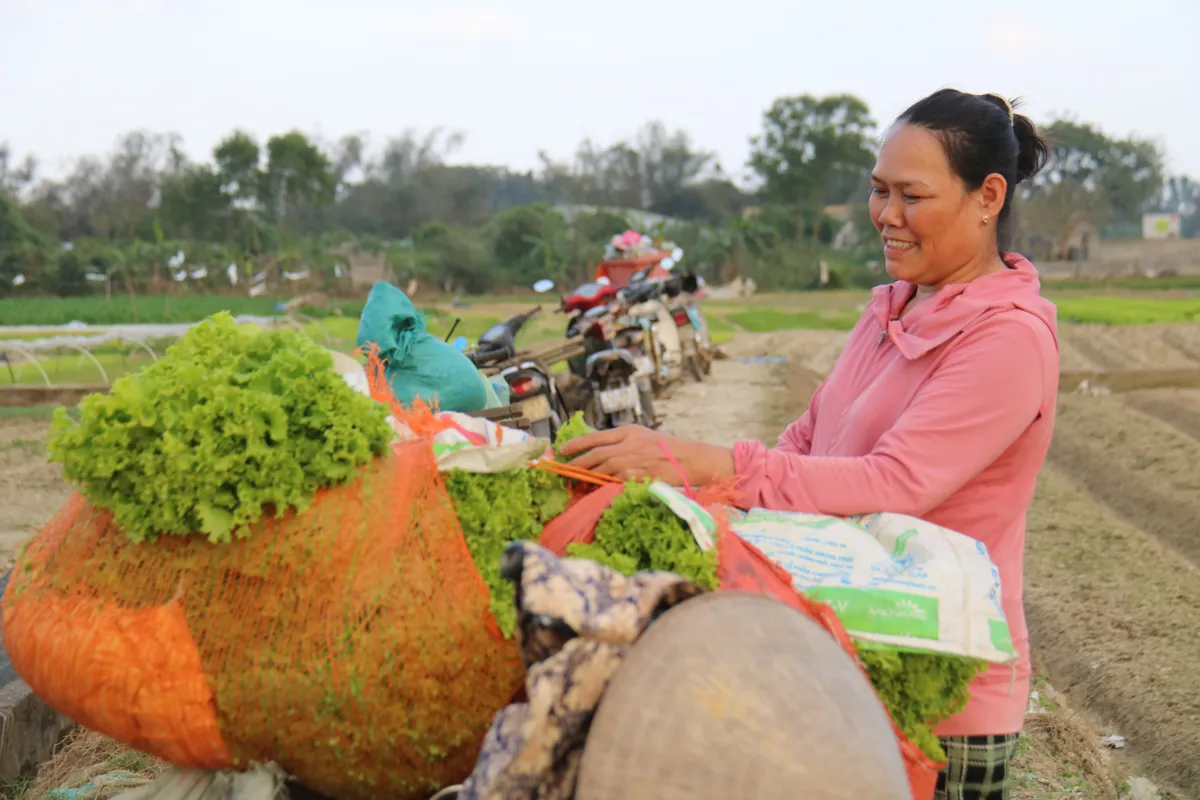 Huế: L&agrave;ng trồng h&agrave;nh Hương An v&agrave;o vụ Tết - Ảnh 8.