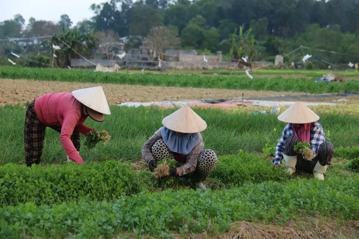 Huế: L&agrave;ng trồng h&agrave;nh Hương An v&agrave;o vụ Tết - Ảnh 1.