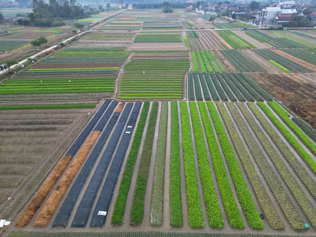 Huế: L&agrave;ng trồng h&agrave;nh Hương An v&agrave;o vụ Tết - Ảnh 2.