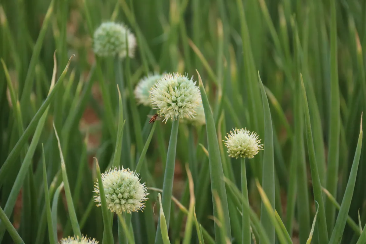 Huế: L&agrave;ng trồng h&agrave;nh Hương An v&agrave;o vụ Tết - Ảnh 4.