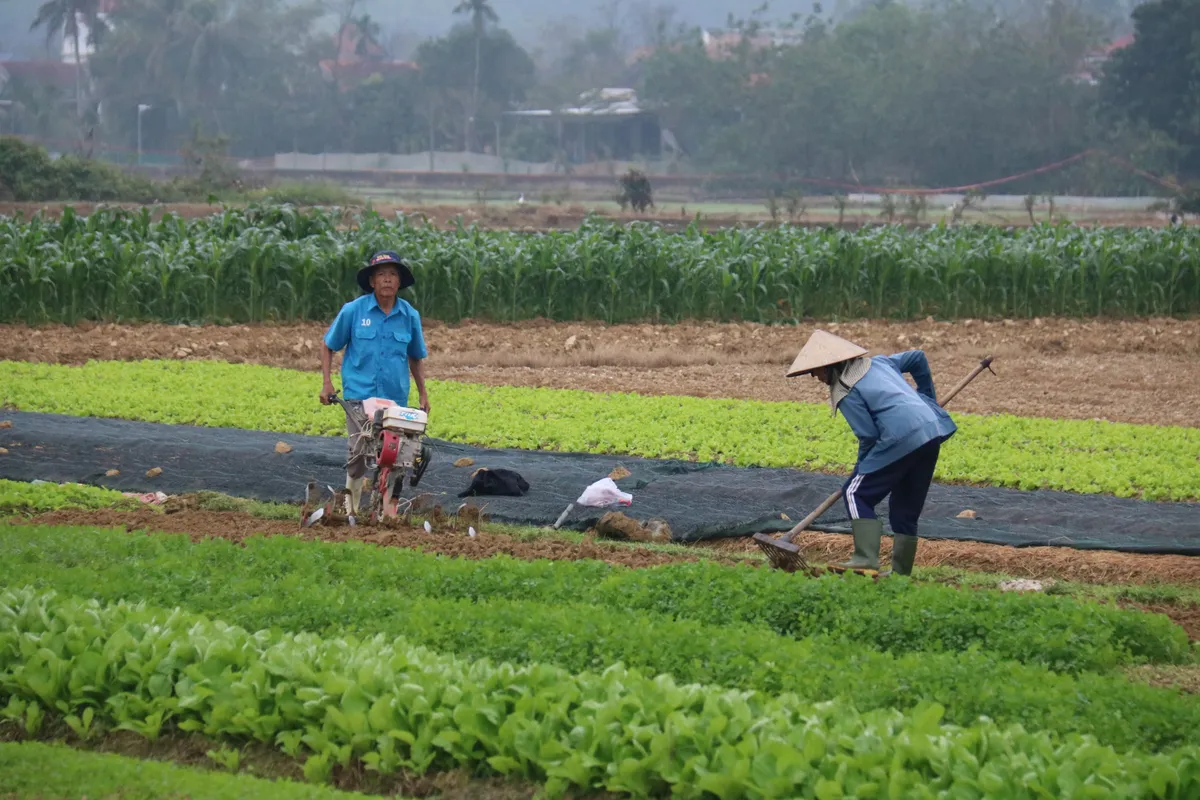 Huế: L&agrave;ng trồng h&agrave;nh Hương An v&agrave;o vụ Tết - Ảnh 3.