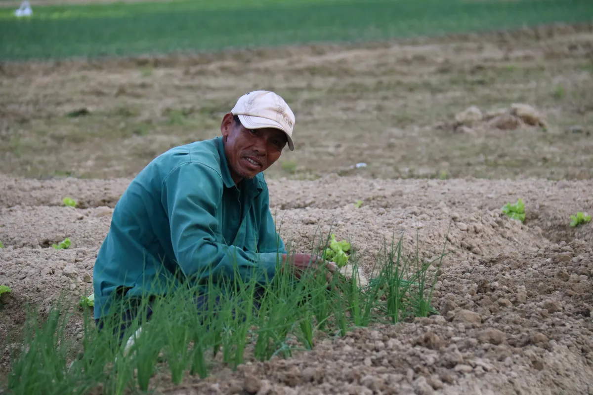 Huế: L&agrave;ng trồng h&agrave;nh Hương An v&agrave;o vụ Tết - Ảnh 6.