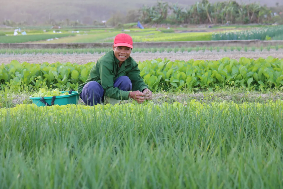 Huế: L&agrave;ng trồng h&agrave;nh Hương An v&agrave;o vụ Tết - Ảnh 9.