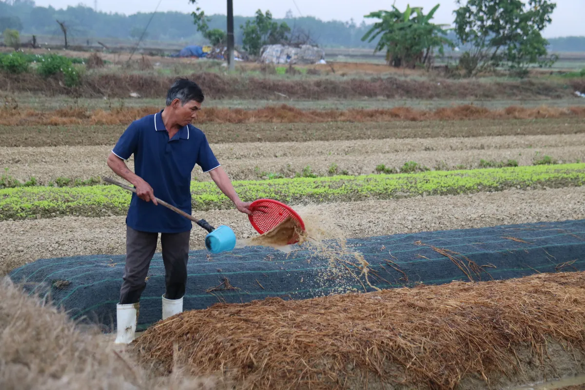 Huế: L&agrave;ng trồng h&agrave;nh Hương An v&agrave;o vụ Tết - Ảnh 5.