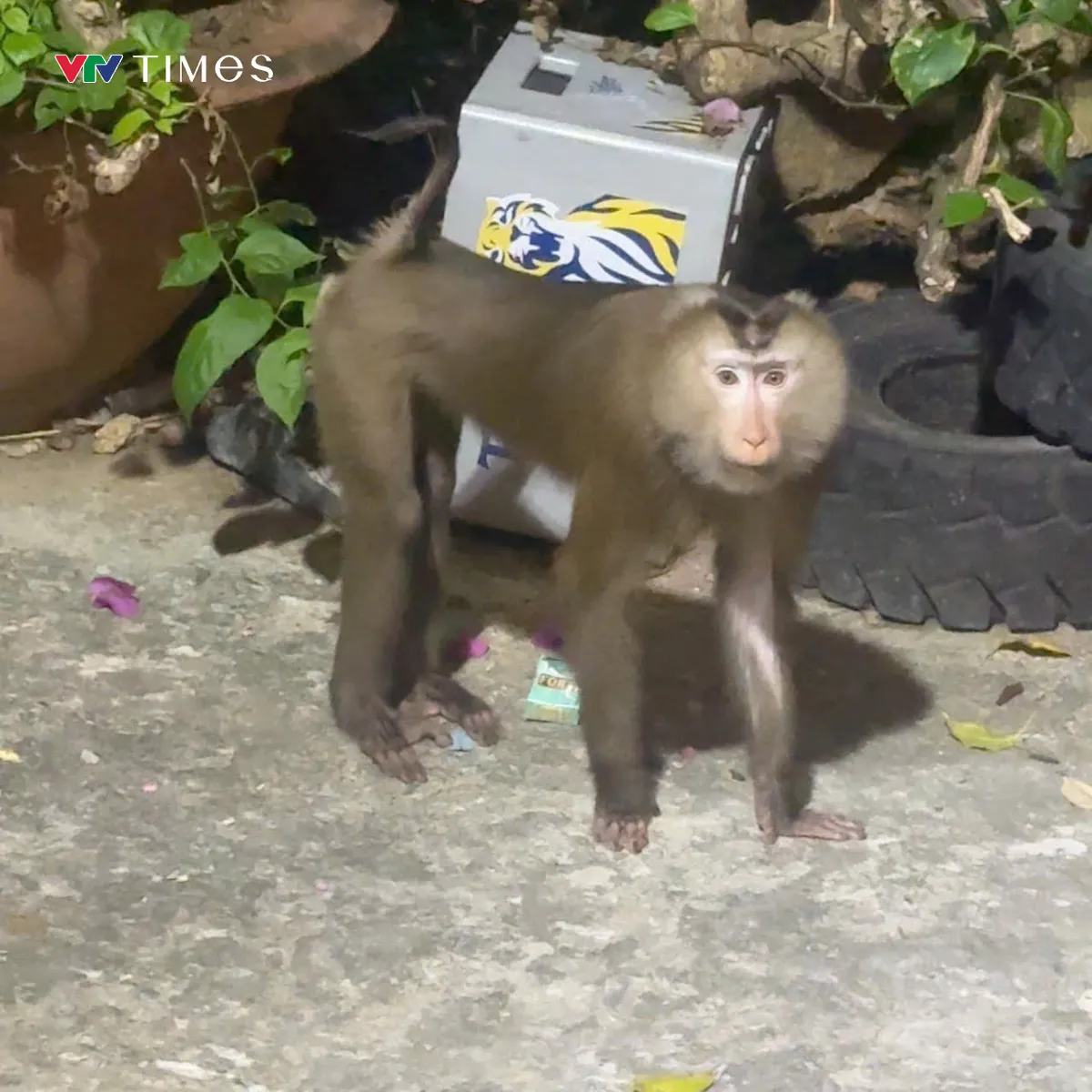 TP Hồ Ch&iacute; Minh: Th&ecirc;m nhiều nạn nh&acirc;n bị khỉ tấn c&ocirc;ng tr&ecirc;n N&uacute;i Lớn Vũng T&agrave;u  - Ảnh 3.