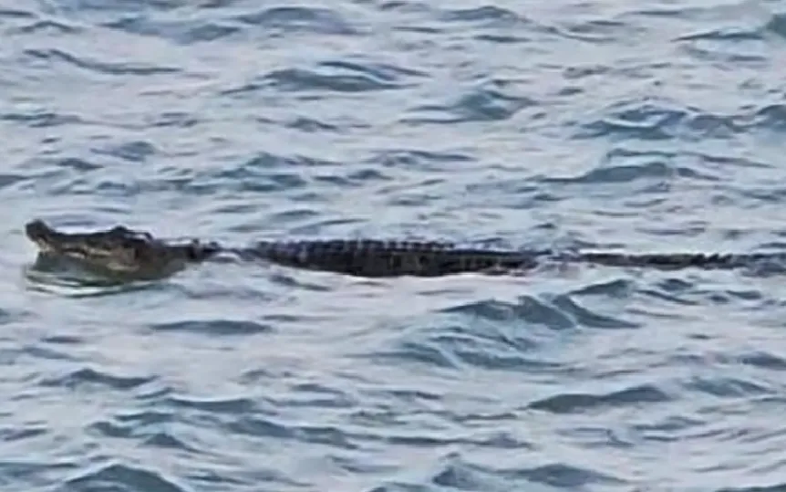 Hình ảnh cá sấu được phát hiện ở vùng biển ngoài khơi Sentosa  vào ngày 31/1/2026 (Ảnh: CNA)