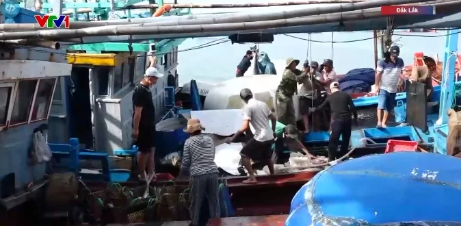 Ngư d&acirc;n tr&uacute;ng đậm chuyến c&aacute; ngừ cuối năm  - Ảnh 1.