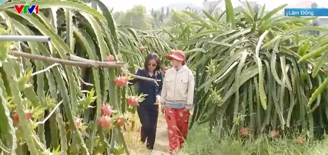 Thanh long tr&aacute;i vụ đắt h&agrave;ng dịp c&acirc;n Tết - Ảnh 1.