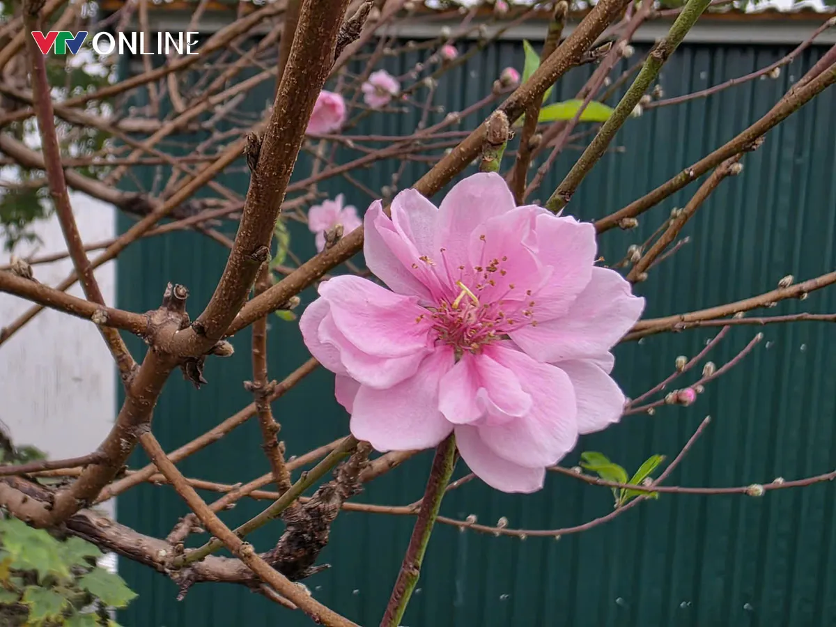 Ph&uacute; Thọ: L&agrave;ng đ&agrave;o Nh&agrave; N&iacute;t tất bật trước thềm Tết Nguy&ecirc;n đ&aacute;n - Ảnh 6.