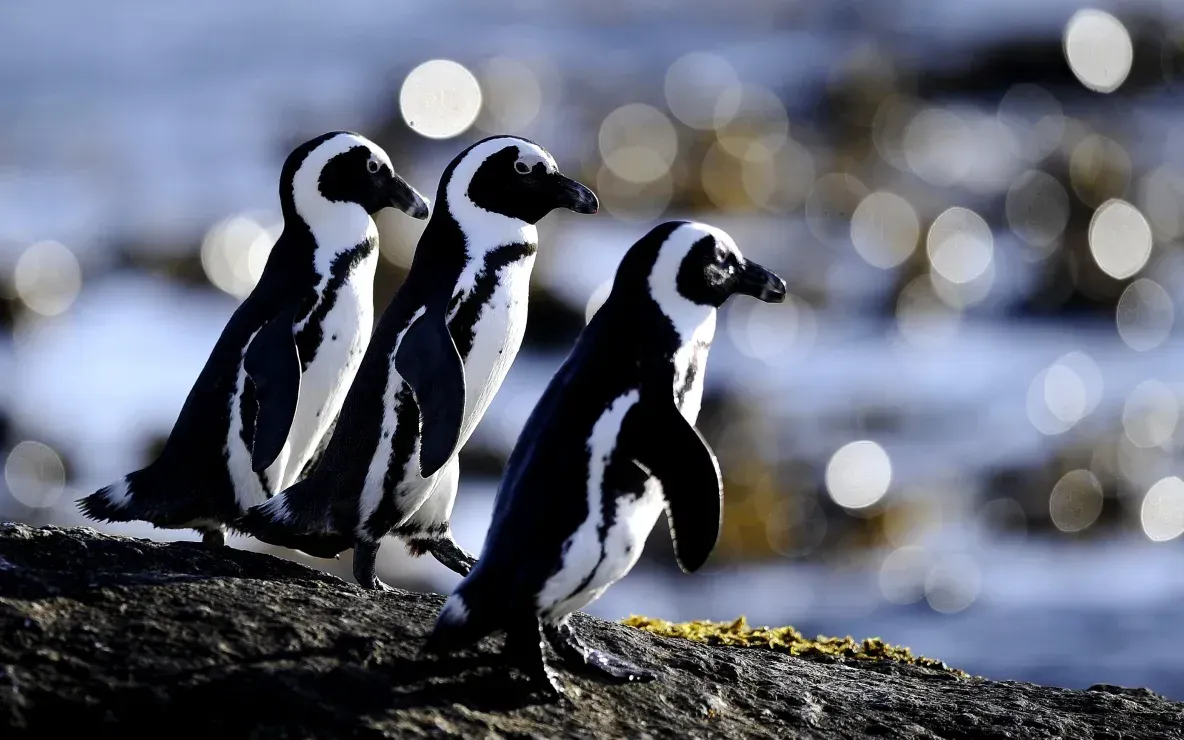 Chim cánh cụt châu Phi, loài đặc hữu Nam châu Phi, đang đối mặt nguy cơ tuyệt chủng nghiêm trọng khi số cặp sinh sản còn dưới 10.000 (Ảnh: AFP/Getty Images)