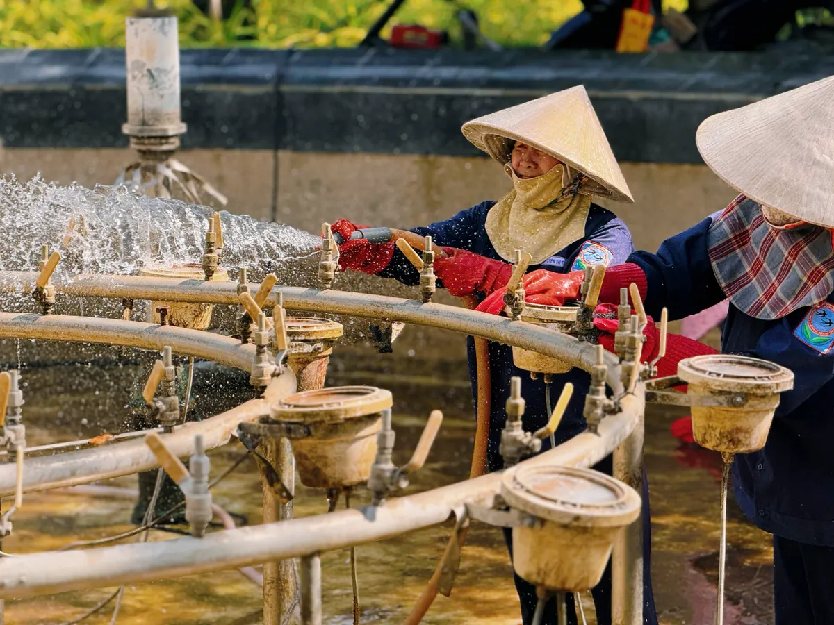 Khánh Hòa: Hoa Tết về, sắc xuân lan tỏa phố biển- Ảnh 9. Khánh Hòa: Hoa Tết về, sắc xuân lan tỏa phố biển- Ảnh 9.