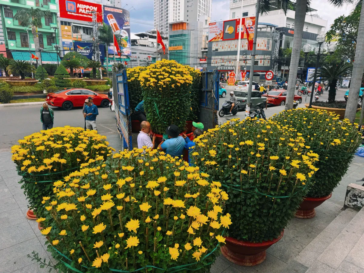 Khánh Hòa: Hoa Tết về, sắc xuân lan tỏa phố biển- Ảnh 1. Khánh Hòa: Hoa Tết về, sắc xuân lan tỏa phố biển- Ảnh 1.