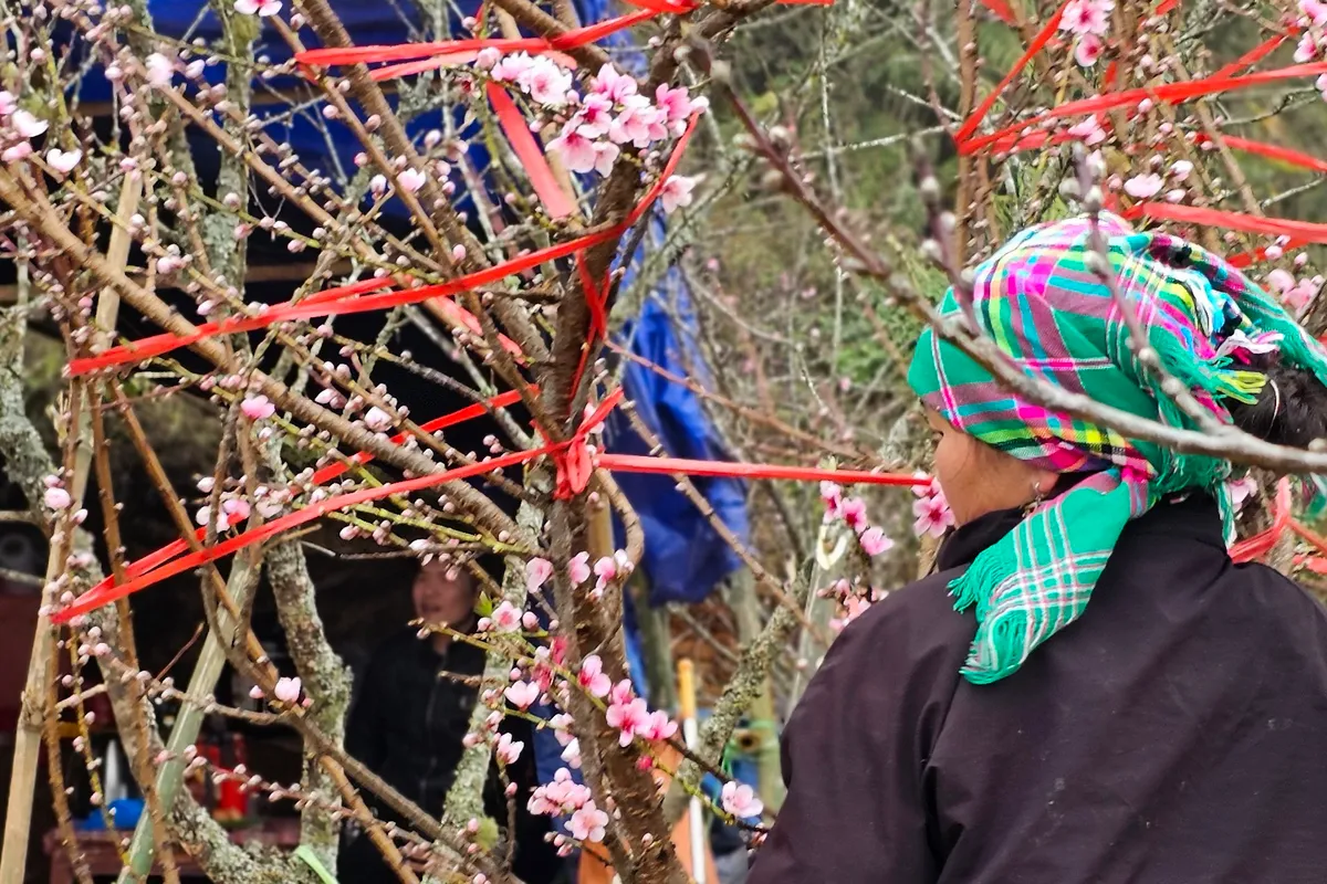 Ngắm hoa đ&agrave;o, hoa mận bung nở tr&ecirc;n cung đường T&acirc;y Bắc - Ảnh 3.