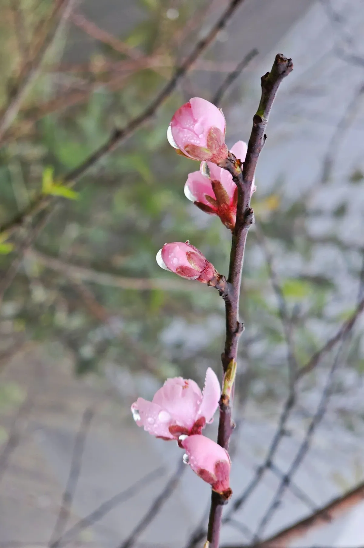 Đ&agrave;o rừng bung nở rực rỡ dưới ch&acirc;n đ&egrave;o &Ocirc; Quy Hồ- Ảnh 2.