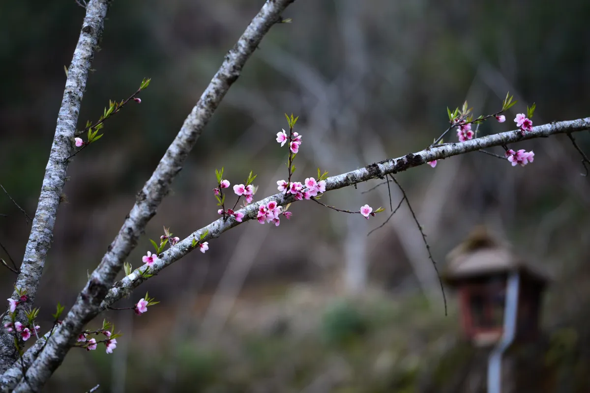 Đ&agrave;o rừng bung nở rực rỡ dưới ch&acirc;n đ&egrave;o &Ocirc; Quy Hồ- Ảnh 5.