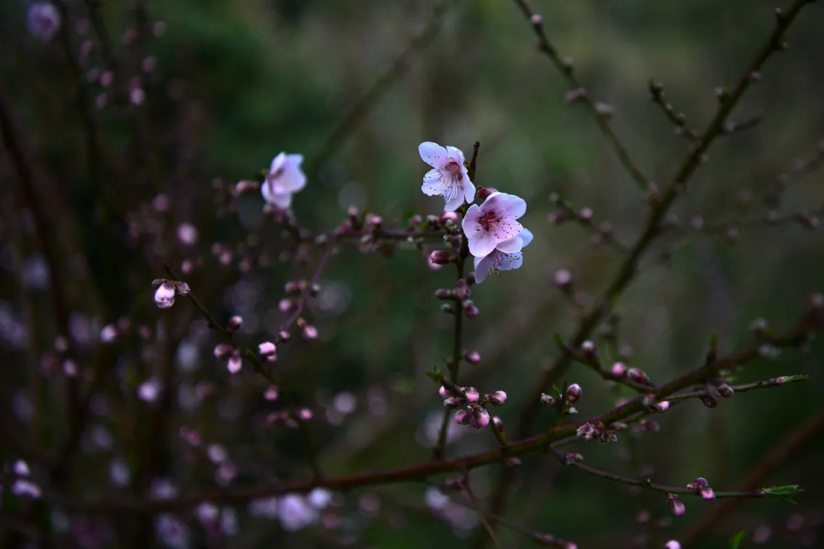 Đ&agrave;o rừng bung nở rực rỡ dưới ch&acirc;n đ&egrave;o &Ocirc; Quy Hồ- Ảnh 1.