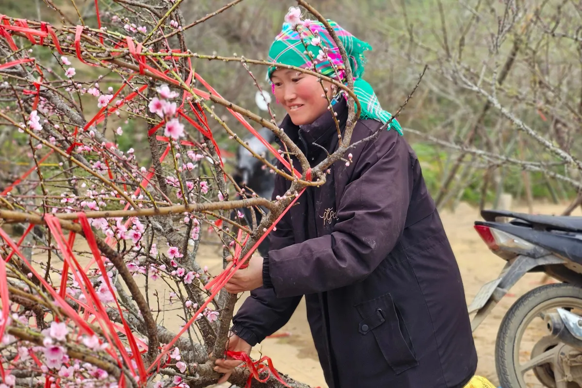 Đ&agrave;o rừng bung nở rực rỡ dưới ch&acirc;n đ&egrave;o &Ocirc; Quy Hồ- Ảnh 4.