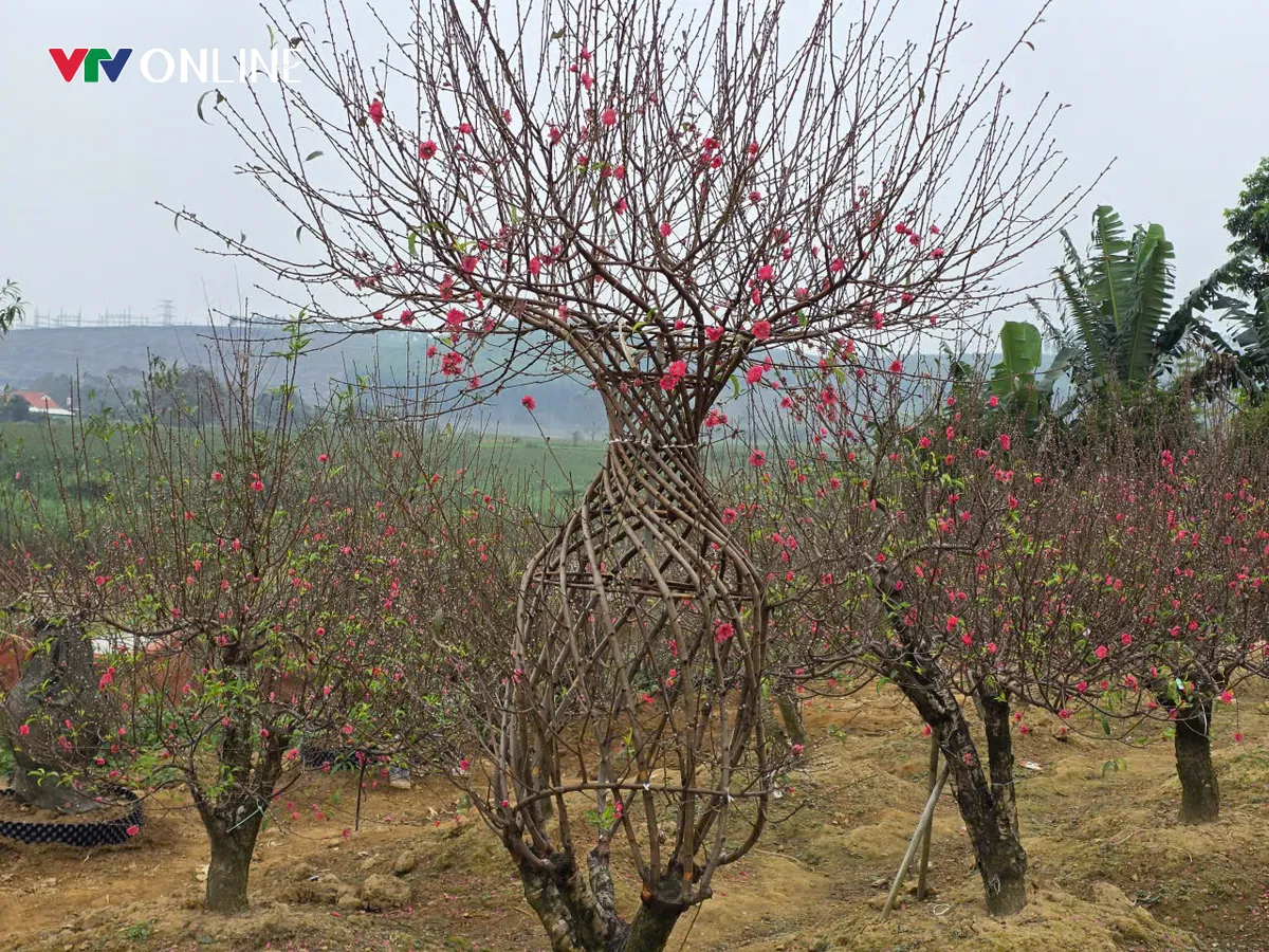 Ph&uacute; Thọ: Đ&agrave;o lục b&igrave;nh độc lạ &ldquo;h&uacute;t kh&aacute;ch&rdquo; dịp Tết - Ảnh 4.