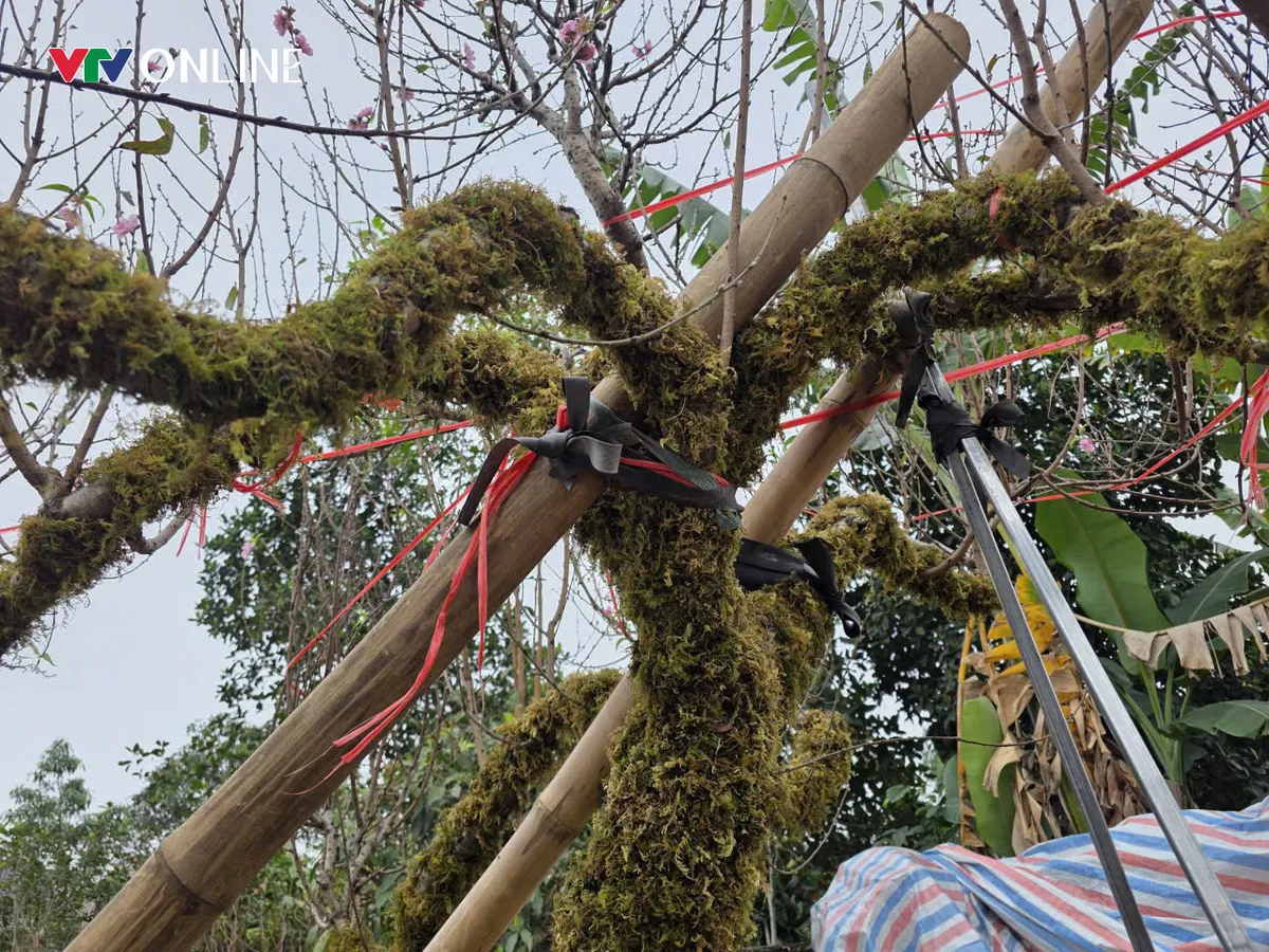 Ph&uacute; Thọ: Đ&agrave;o lục b&igrave;nh độc lạ &ldquo;h&uacute;t kh&aacute;ch&rdquo; dịp Tết - Ảnh 6.