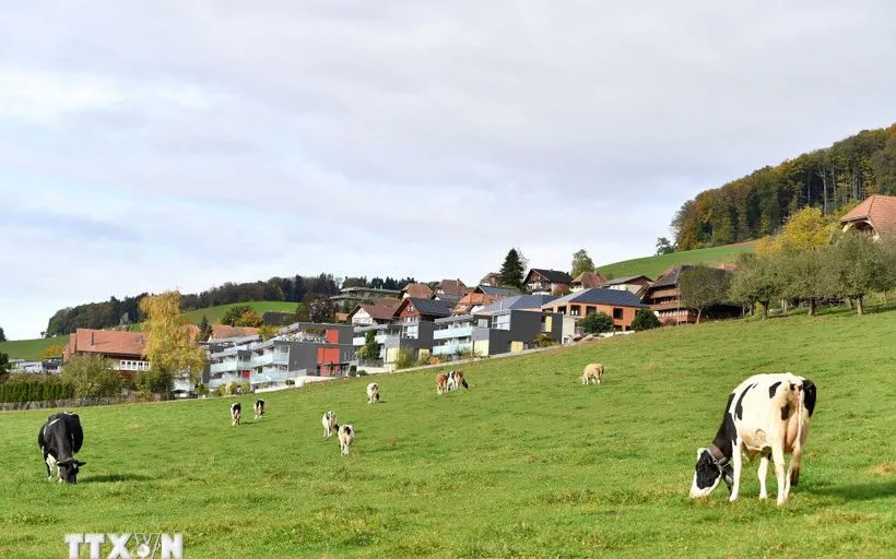 Bò sữa trên đồng cỏ bên ngoài nhà máy của hãng sữa Nestle ở Konolfingen, Thụy Sĩ. (Nguồn: THX/TTXVN)