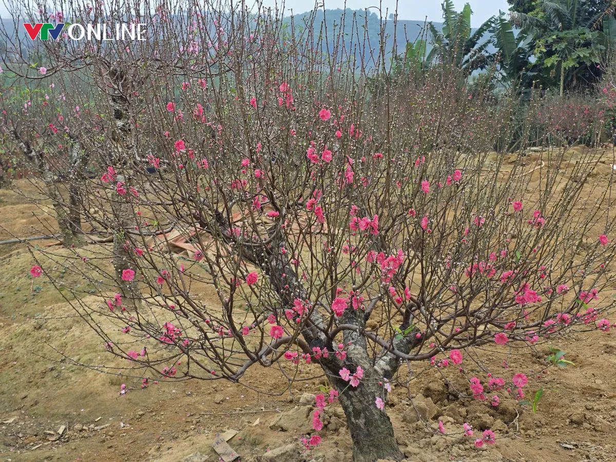 Ph&uacute; Thọ: Đ&agrave;o lục b&igrave;nh độc lạ &ldquo;h&uacute;t kh&aacute;ch&rdquo; dịp Tết - Ảnh 5.