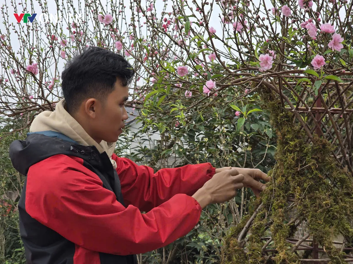 Ph&uacute; Thọ: Đ&agrave;o lục b&igrave;nh độc lạ &ldquo;h&uacute;t kh&aacute;ch&rdquo; dịp Tết - Ảnh 8.