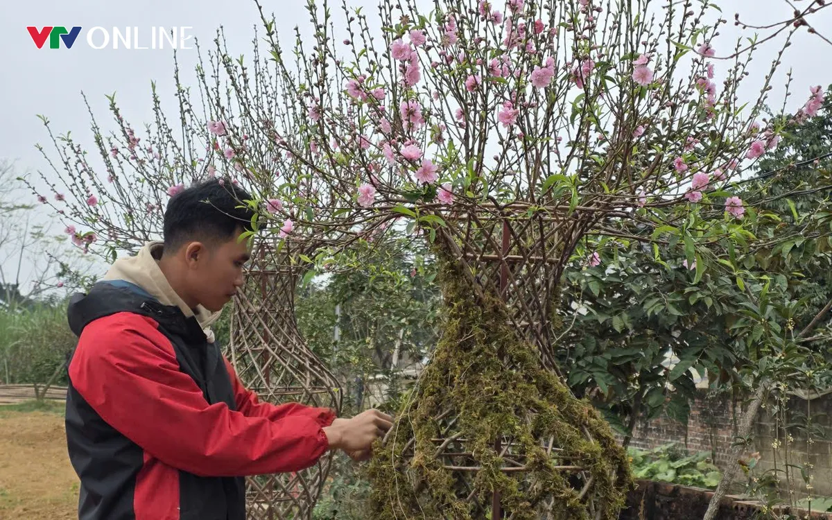 Tại xã Thọ Văn (Phú Thọ), anh Lê Tiến Dũng (SN 1995) cùng gia đình đã tạo hình những cây đào theo dáng lục bình – biểu tượng của tài lộc, may mắn trong quan niệm truyền thống. Các sản phẩm độc đáo này nhanh chóng thu hút sự quan tâm của người tiêu dùng mỗi dịp Tết đến, xuân về.