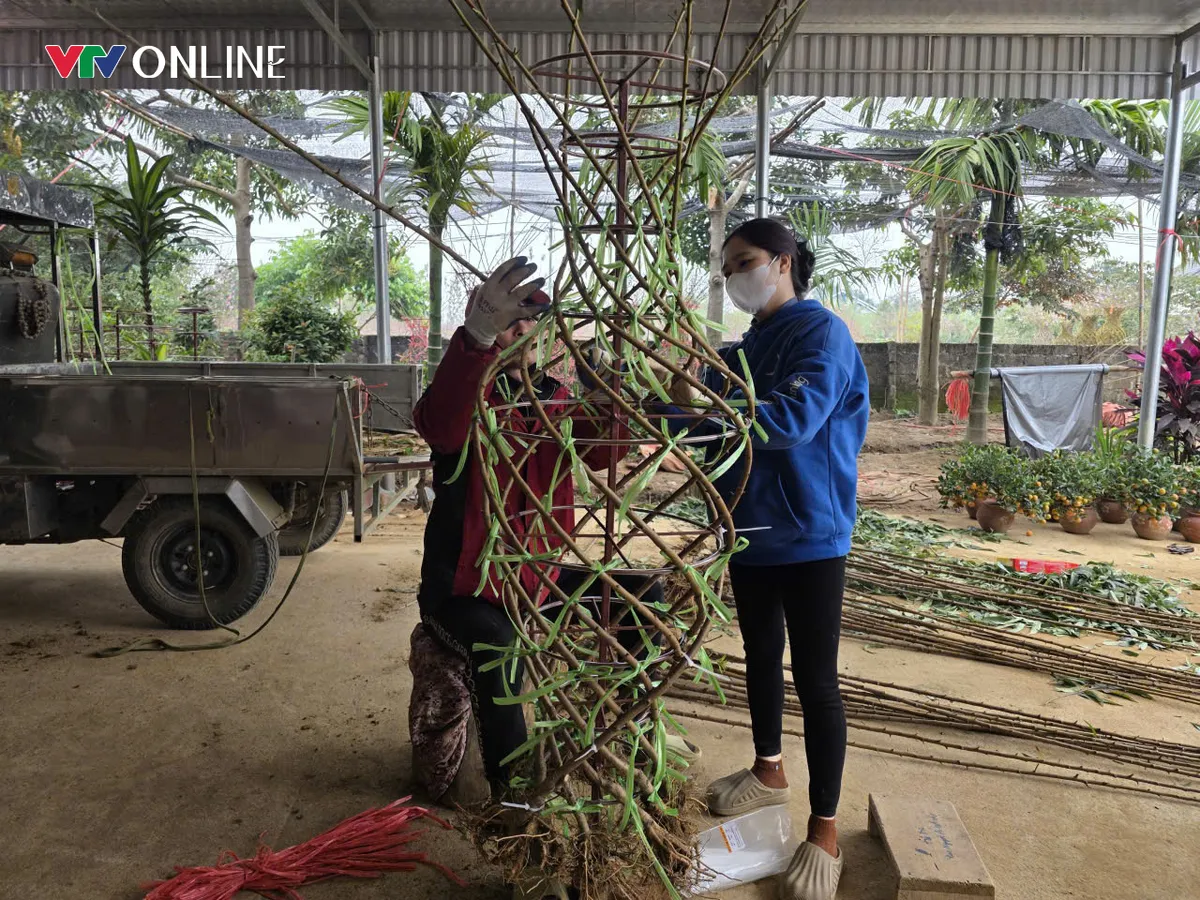 Ph&uacute; Thọ: Đ&agrave;o lục b&igrave;nh độc lạ &ldquo;h&uacute;t kh&aacute;ch&rdquo; dịp Tết - Ảnh 2.