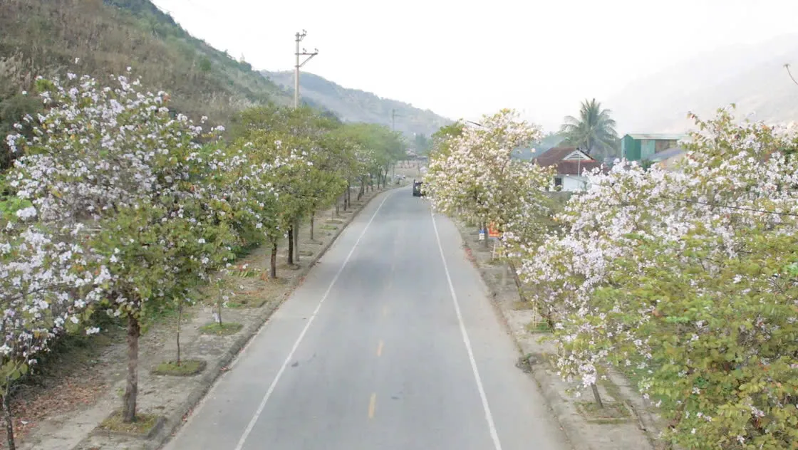 Điện Bi&ecirc;n mở rộng quy m&ocirc; Lễ hội Hoa Ban năm 2026 - Ảnh 8.