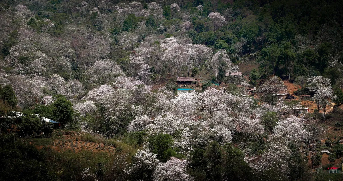 Điện Bi&ecirc;n mở rộng quy m&ocirc; Lễ hội Hoa Ban năm 2026 - Ảnh 6.