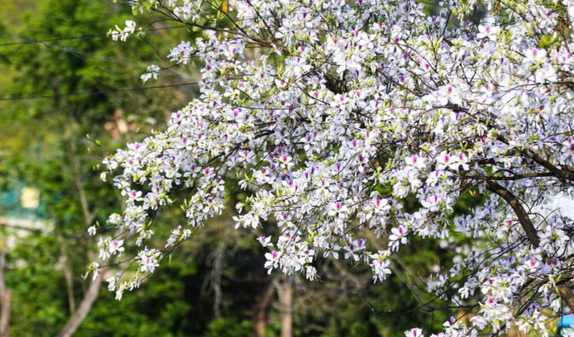 Điện Bi&ecirc;n mở rộng quy m&ocirc; Lễ hội Hoa Ban năm 2026 - Ảnh 5.