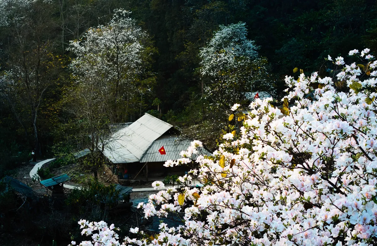 Điện Bi&ecirc;n tổ chức Lễ hội Hoa Ban năm 2026 sớm hơn nửa th&aacute;ng - Ảnh 1.