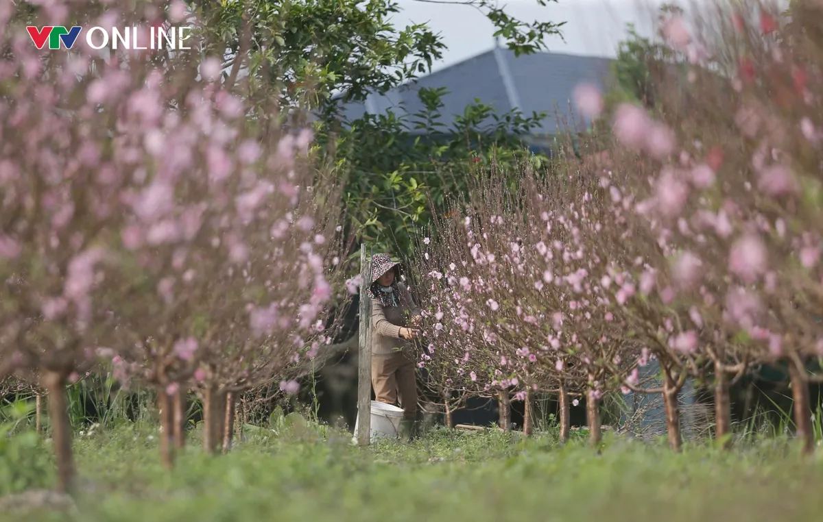 Nghệ An: Đ&agrave;o ở vườn nở rộ trước Tết, người d&acirc;n lo lắng bị thất thu - Ảnh 2.