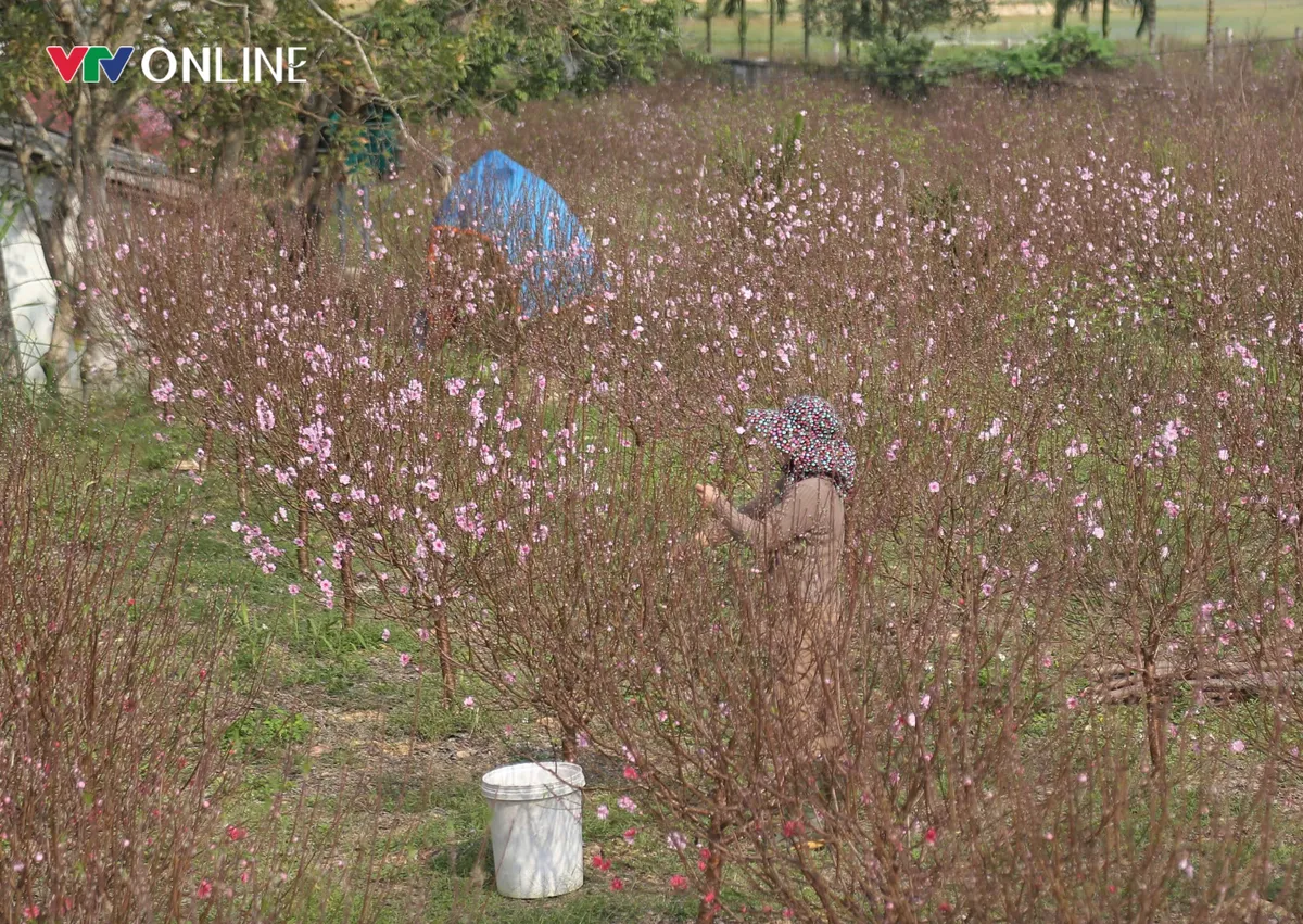Nghệ An: Đ&agrave;o ở vườn nở rộ trước Tết, người d&acirc;n lo lắng bị thất thu - Ảnh 3.