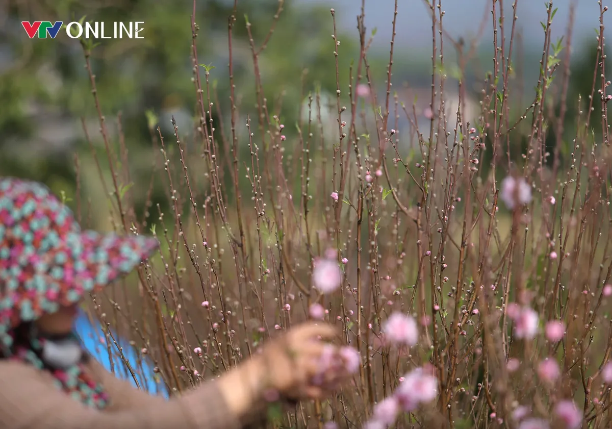 Nghệ An: Đ&agrave;o ở vườn nở rộ trước Tết, người d&acirc;n lo lắng bị thất thu - Ảnh 1.