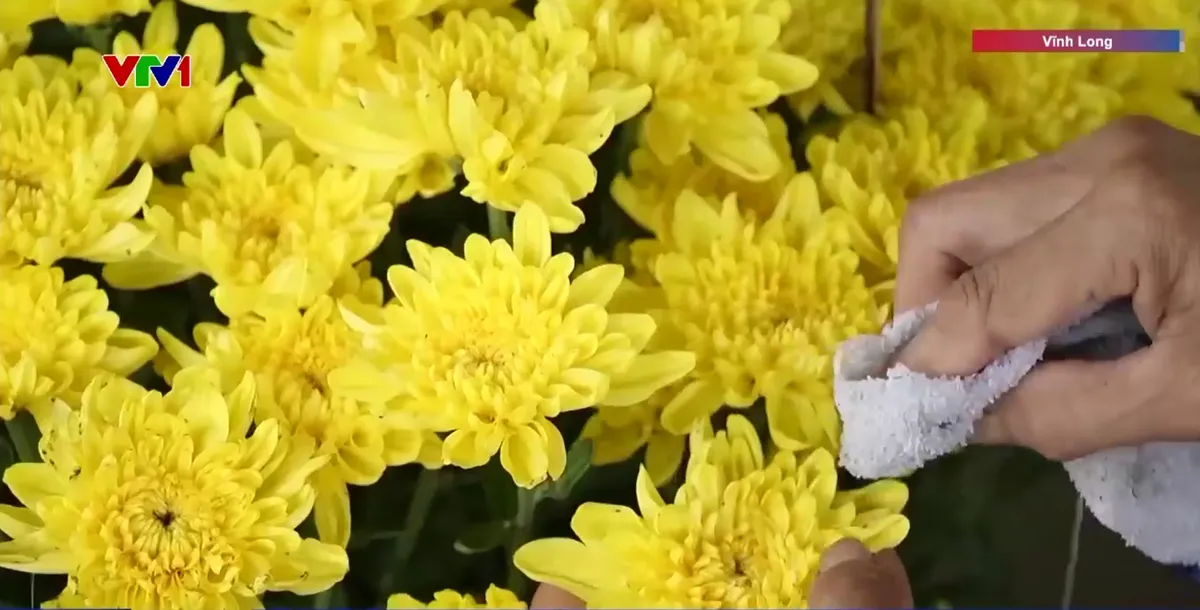 Người d&acirc;n kh&ocirc;ng phải x&aacute;c nhận nguồn gốc hoa kiểng - Ảnh 1.