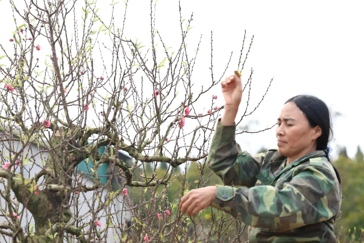 Đ&agrave;o Nhật T&acirc;n b&eacute;n rễ đất T&acirc;y Nguy&ecirc;n, nh&agrave; vườn Bu&ocirc;n Hồ kỳ vọng m&ugrave;a Tết bội thu - Ảnh 3.