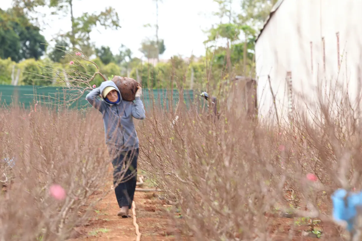 Đ&agrave;o Nhật T&acirc;n b&eacute;n rễ đất T&acirc;y Nguy&ecirc;n, nh&agrave; vườn Bu&ocirc;n Hồ kỳ vọng m&ugrave;a Tết bội thu - Ảnh 4.