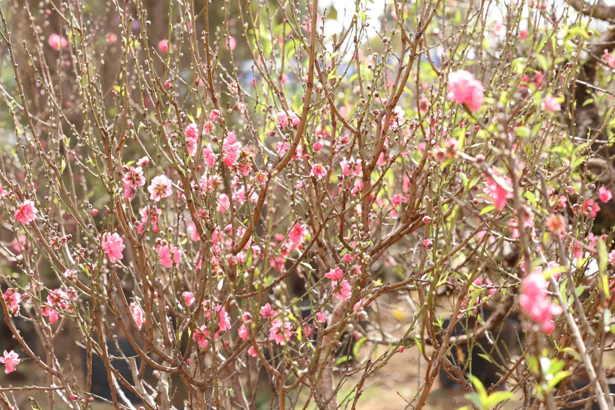 Đ&agrave;o Nhật T&acirc;n b&eacute;n rễ đất T&acirc;y Nguy&ecirc;n, nh&agrave; vườn Bu&ocirc;n Hồ kỳ vọng m&ugrave;a Tết bội thu - Ảnh 1.