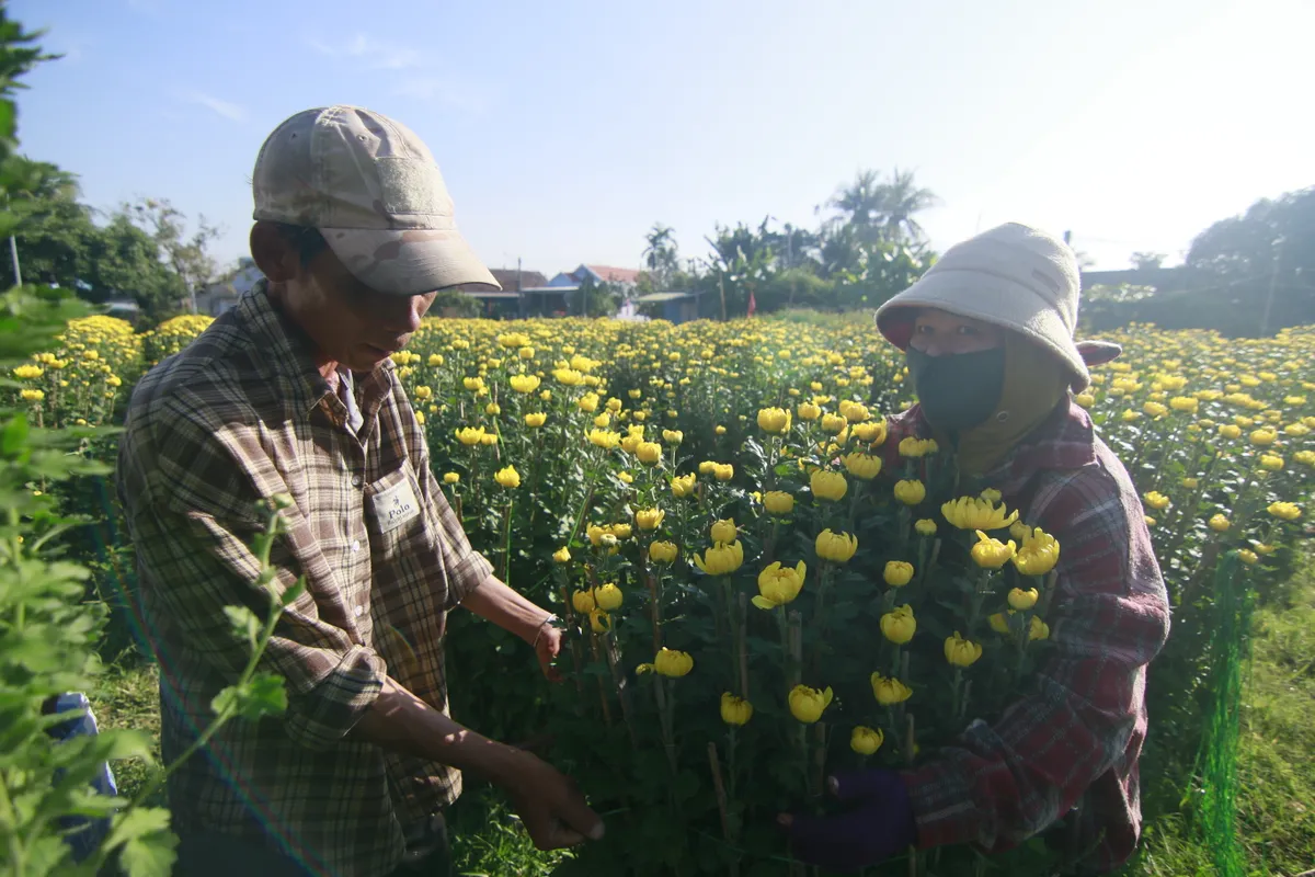 Sắc xu&acirc;n rực rỡ từ l&agrave;ng hoa c&uacute;c Ninh Giang - Ảnh 5.