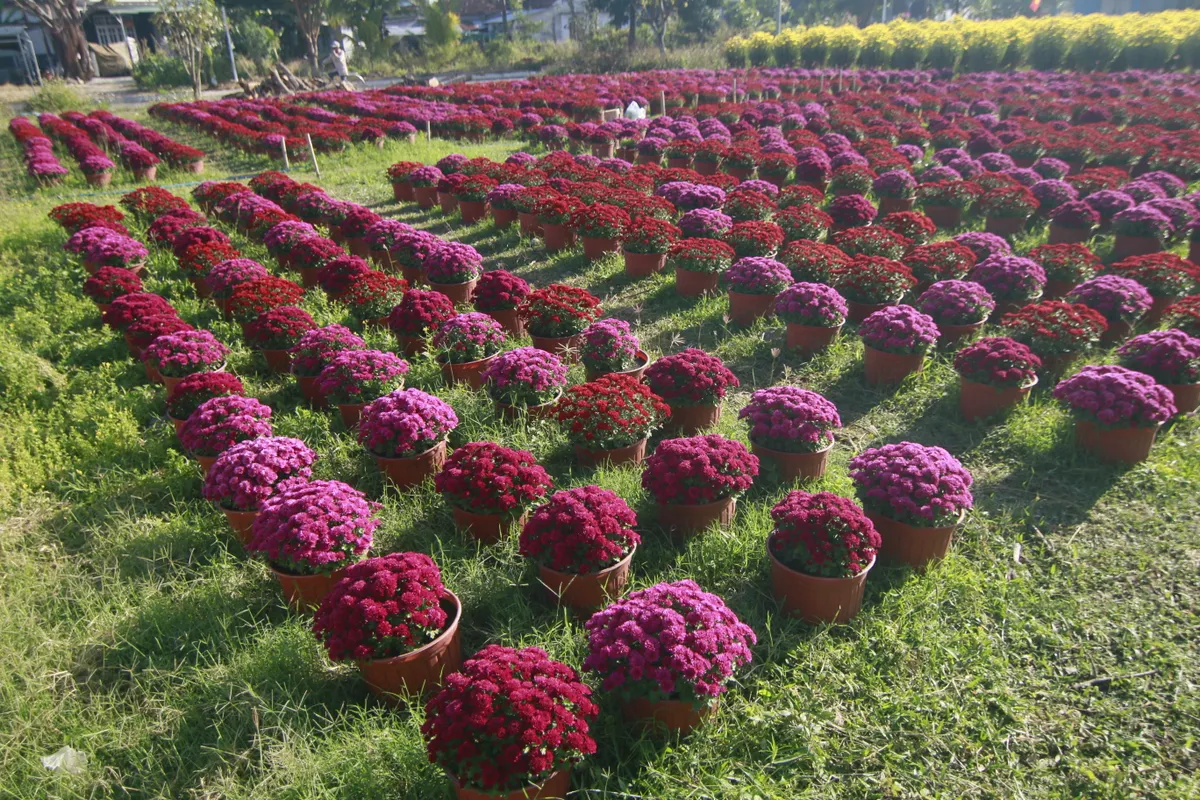 Sắc xu&acirc;n rực rỡ từ l&agrave;ng hoa c&uacute;c Ninh Giang - Ảnh 8.