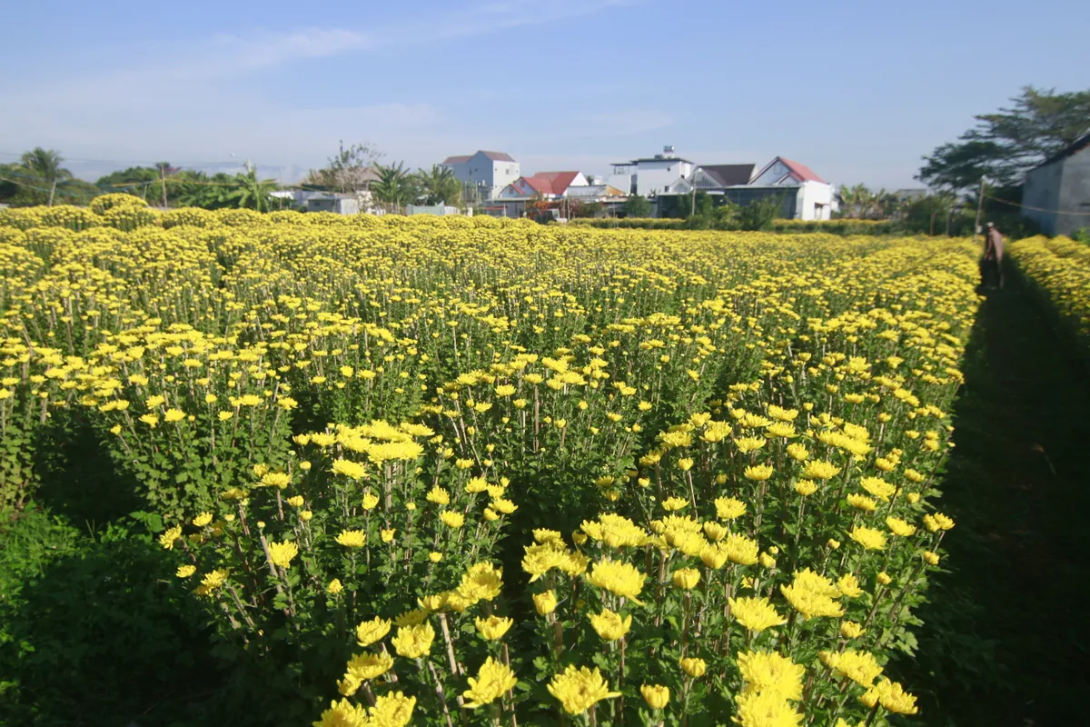 Sắc xu&acirc;n rực rỡ từ l&agrave;ng hoa c&uacute;c Ninh Giang - Ảnh 2.