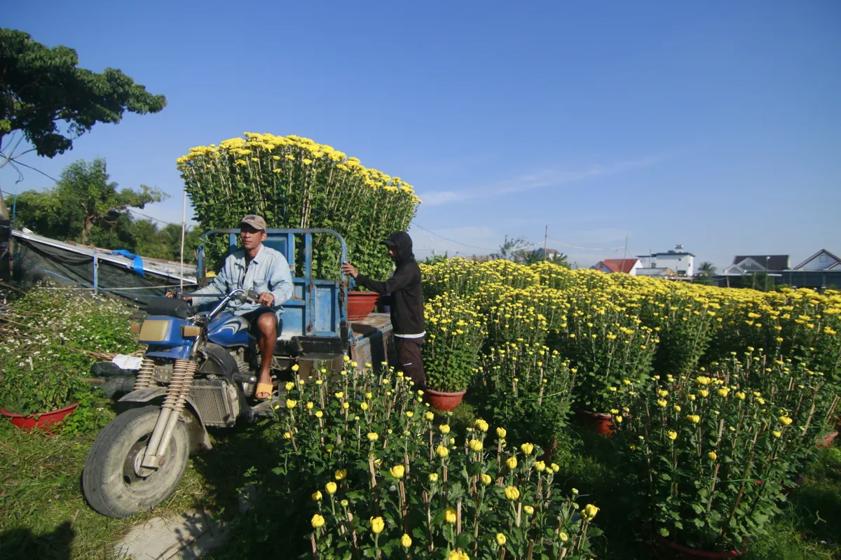 Sắc xu&acirc;n rực rỡ từ l&agrave;ng hoa c&uacute;c Ninh Giang - Ảnh 3.