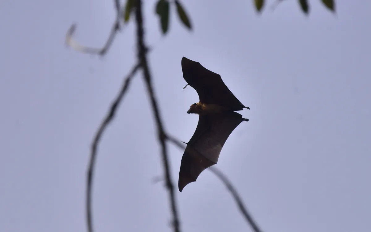 Nipah là một bệnh nhiễm trùng lây lan chủ yếu qua các sản phẩm bị nhiễm bẩn bởi dơi bị nhiễm bệnh, chẳng hạn như trái cây (Ảnh: AFP)