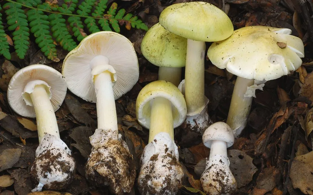 Ảnh nấm mũ tử thần do Sở Y tế Công cộng bang California cung cấp (Ảnh: iStock)